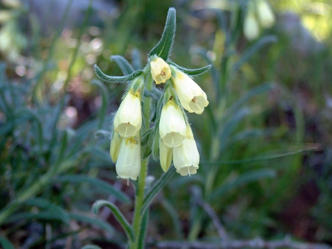 Onosma echioides / Viperina comune